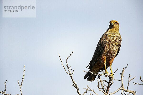 Savannah Buzzard (Heterospizias meridionalis) Pantanal Brazil