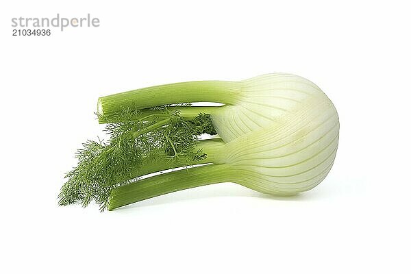 Whole fennel bulb lying on its side on a white background. The bulb is predominantly light yellow  with contrasting shades of green on the stalks and feathery leaves