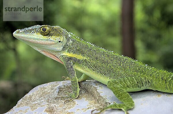 Anolis carolinensis  Karibik Carolina anole  Caribbean