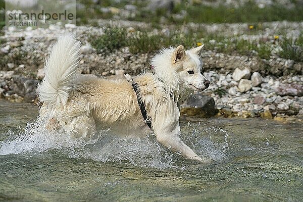 Island dog in the creek