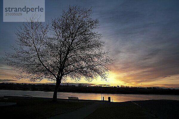 A tree in silhouette by the Columbia River in the tri cities area of Washington