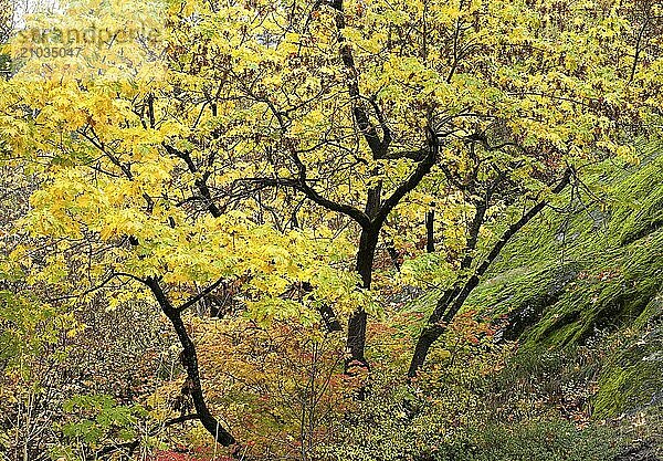 A vivid image of a tree in autumn just west of Leavenworth  Washington