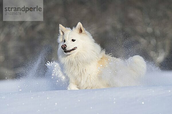 Icelandic dog  motion study in the snow  trees in the background