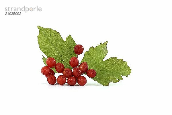 Viburnum opulus or Guelder Rose berries and leaves isolated on white background