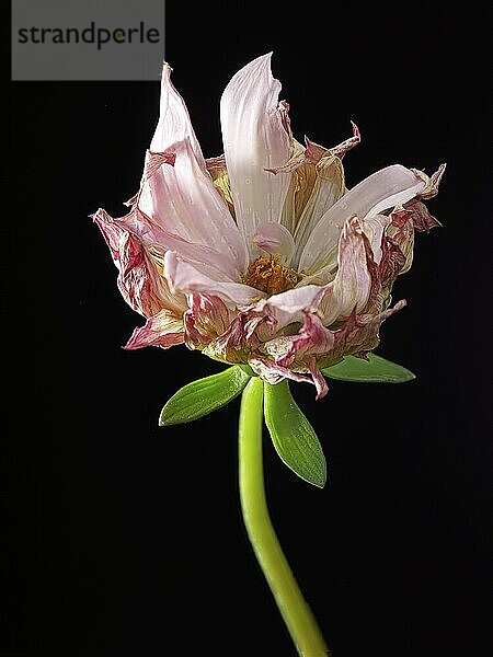 A studio photo of a small dahlia flower and a green stem against a black background