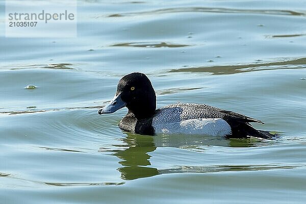 The greater scaup (Aythya marila)  drake on a river in Wisconsin in winter during a migration to the north