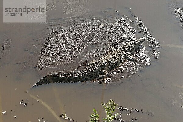 Big Nile crocodile in east Africa