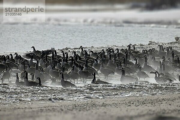 Natural scene from shore of lake Michigan