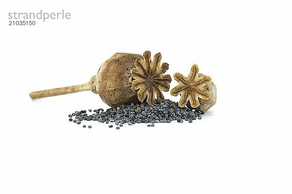 Dried poppy pods and poppy seeds isolated on white background  full depth of field