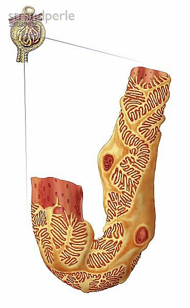 Renal Corpuscle and the filtration membrane. Glomerular capillary surrounded by podocytes