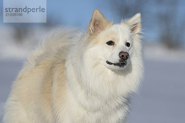 Icelandic dog in the snow