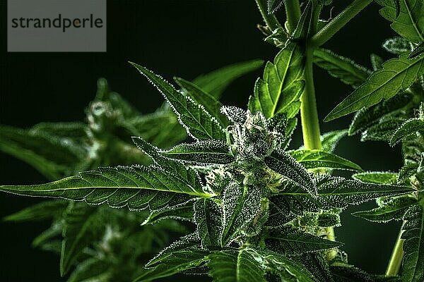 Cannabis plant with green leaves and white flowers  with trichomes  ready for harvest  close-up on a black background