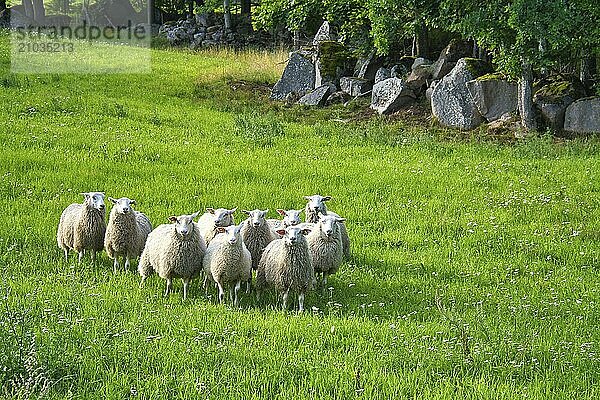 Flock of sheep on a green meadow of grass. Scandinavian landscape. Farm animal with wool. Animal shot