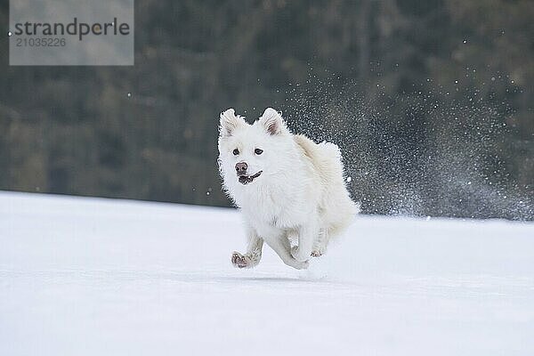 Running Icelandic dog in the snow