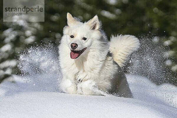 Icelandic dog in the snow