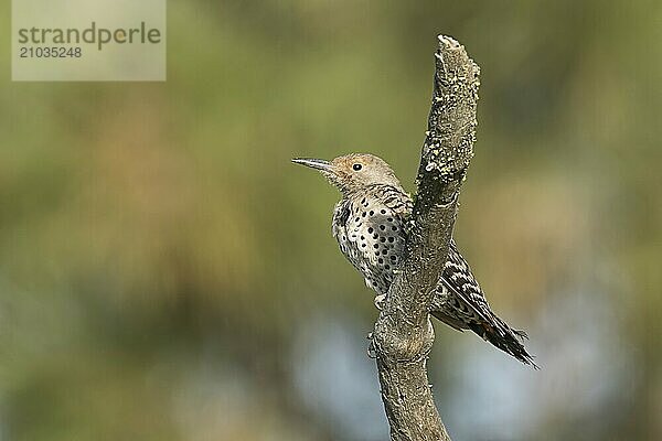 A northern flicker is perched on a branch at Turnbull Wildlife Refuge near Cheney  Washington