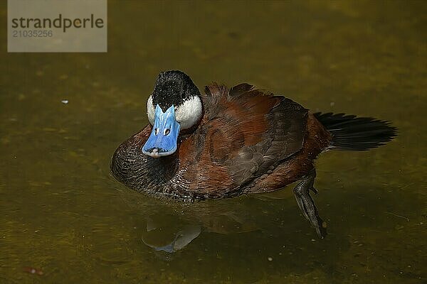 The ruddy duck (Oxyura jamaicensis) is a duck from North America