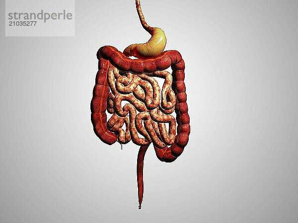 Front view of human digestive system