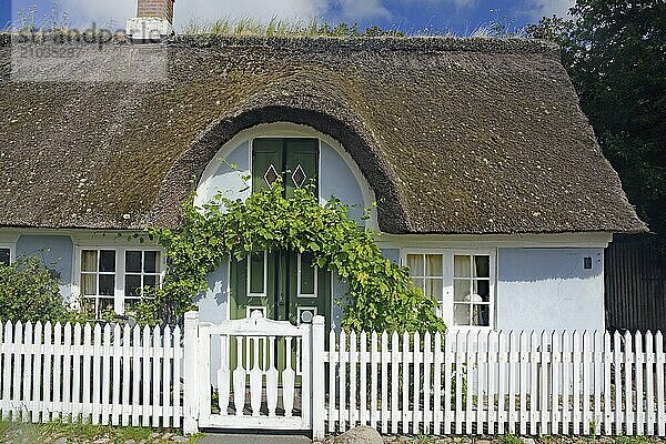 An idyllic house with a thatched roof and climbing plants at the green door  surrounded by a white picket fence  Sonderhö  Fanö  Jutland  Denmark  Europe