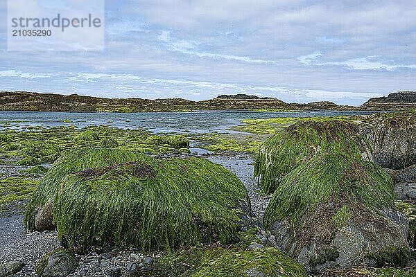 Wild Pacific West Coast of Vancouver Island  Canada  North America