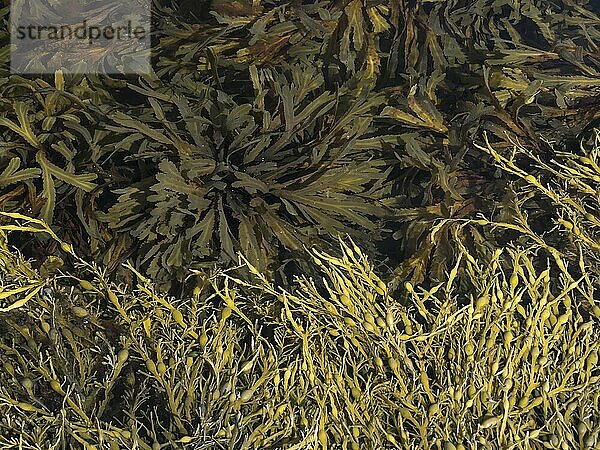 Knot kelp (lighter-coloured) and saw kelp on the Norwegian coast. Both belong to the brown algae family