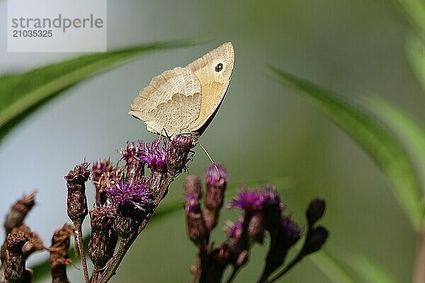 Butterfly ox-eye  summer  Saxony  Germany  Europe