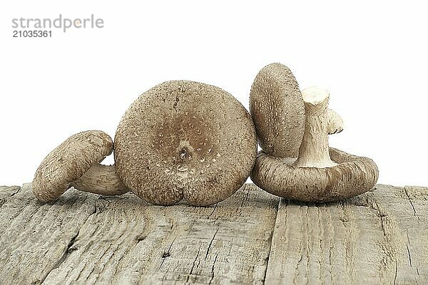 Shiitake mushrooms on a rustic wood surface over white background. Lentinula edodes  medicinal herbs and fungi