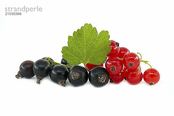 Fresh ripe blackcurrant and redcurrant berries with leaf isolated on a white background