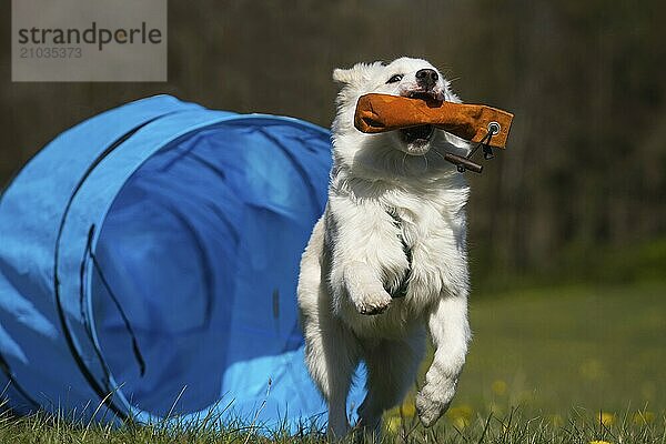 Retrieving Icelandic Hound