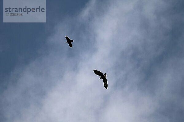 Golden eagle (Aquila chrysaetos) and common raven (Corvus corax) in flight against the light  background blue sky with clouds  Carinthia  Austria  Europe