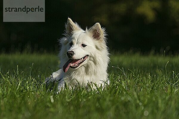 Icelandic dog (Ruede  9 months old)