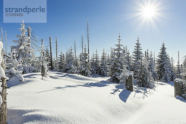 Winter in the Bavarian Forest  winter in bavarian forest