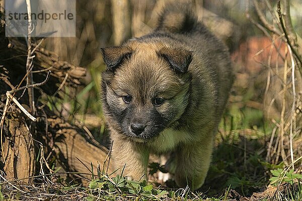 Six-week-old puppy (Icelandic dog)