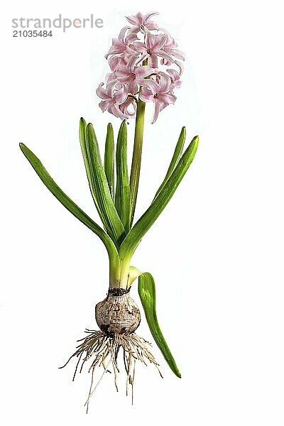 Pink hyacinth with bulb  leaves and flower cropped on white