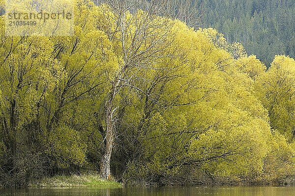 A landscape photo of a barren tree trunk standing among vivid yellow trees in north Idaho