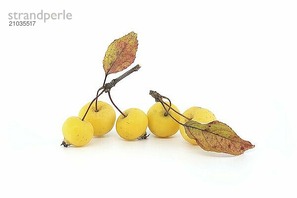 Crab apple or European wild apple isolated on white background. Wild apples are at risk of extinction