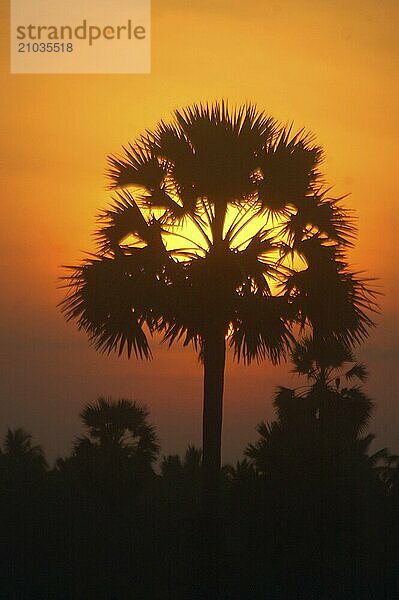 Sunrise among the palms  Tamil Nadu  South India