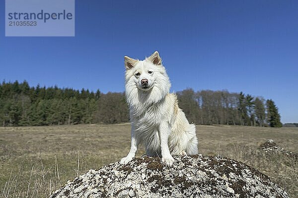 Travelling with my Icelandic dog