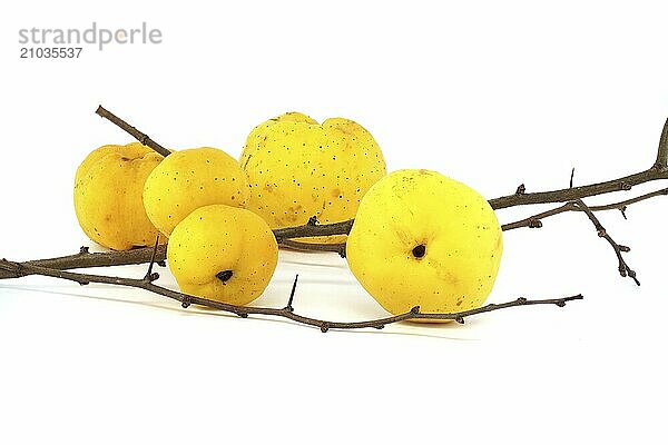 Bright golden-yellow quince fruits on leafless thorny branch isolated on white background  full depth of field  Chaenomeles japonica or Japanese quince