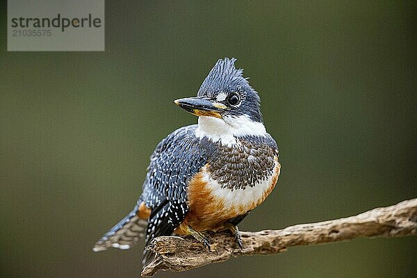 Ringed kingfisher (Ceryle torquata) Pantanal Brazil