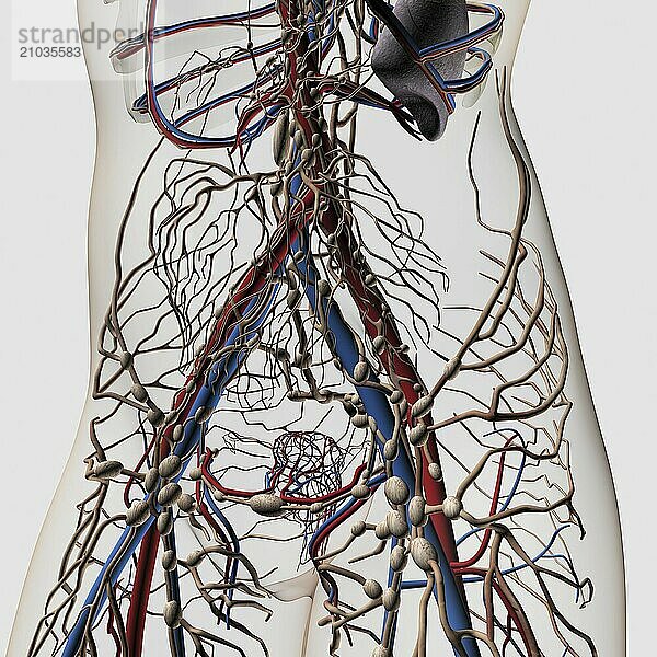 Medical illustration of arteries  veins and lymphatic system in female midsection  front view