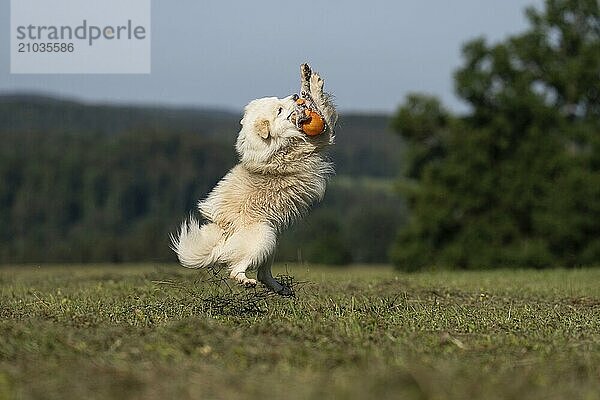 Icelandic dog in a playful mood