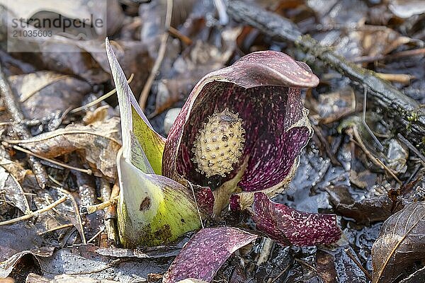 Skunk cabbage (Symplocarpus foetidus) is one of the first native plants to grow and bloom in early spring in the Wisconsin