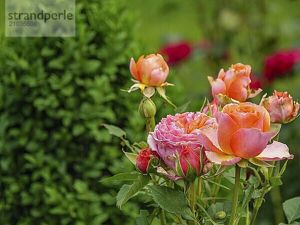 Close-up of pink and orange rose blossoms in a garden  with blurred green background  borken  münsterland  germany