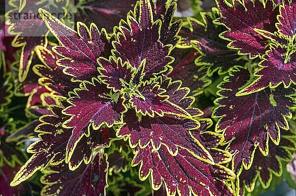 Colourful nettles (Solenostemon scutellarioides  Syn.Plectranthus scutellarioides  Coleus blumei)  Allgäu  Bavaria  Germany  Europe