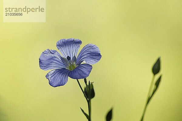 Vibrant blue common flax flower over blurred background  beautiful blue flax blossom in selective focus and free space for text