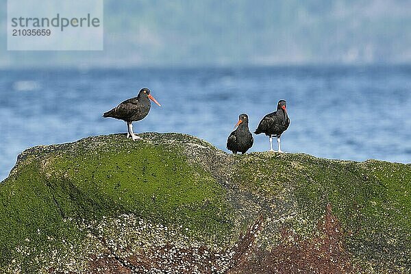 Three cliff oystercatchers sitting on a rock on the west coast of Canada