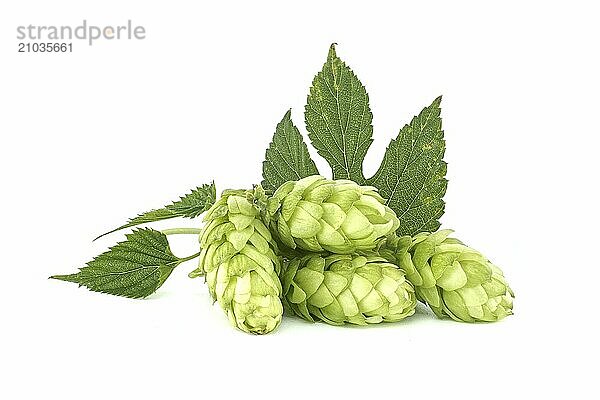 Fresh green hops cones in close up isolated on white background  full depth of field. Humulus lupulus seed cones  beer ingredients  herbal natural medicine