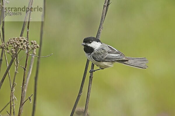 A small black capped chickadee clings on a small reed in north Idaho