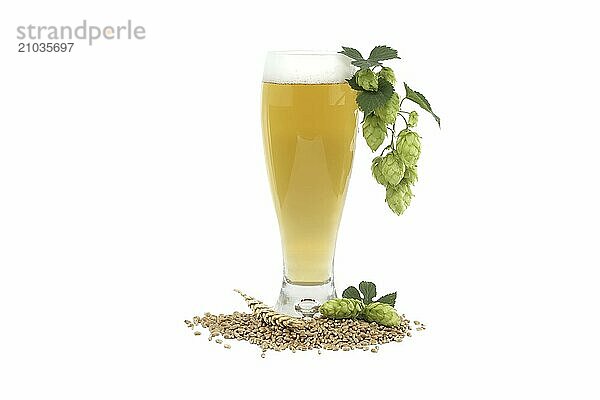 Glass of beer with branch hops cones and wheat seeds in close up isolated on white background  beer brewing ingredients